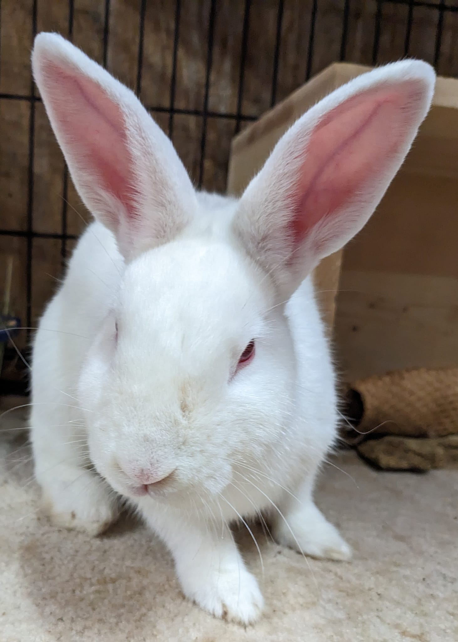 Bun of the Month - Gainesville Rabbit Rescue